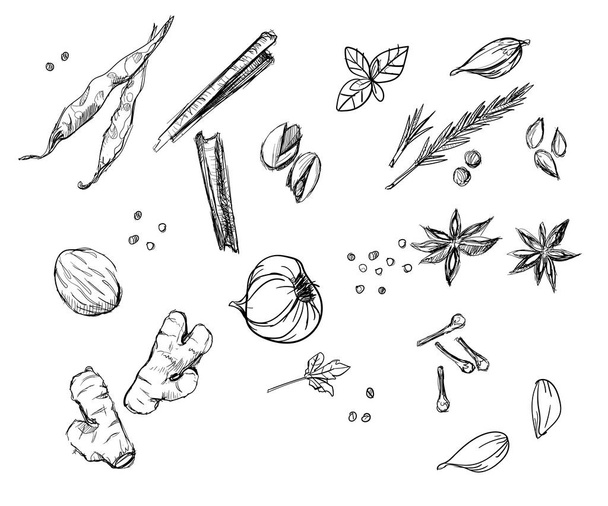 Colección de especias de hierbas set jengibre cebolla pimientos clavos canela dibujado a mano bocetos blanco aislamiento fondo con estilo plano diseño vectorial ilustración - Vector, imagen