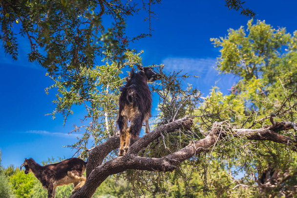 Hallottam, hogy a kecskék felmásztak egy argánfára, úton Essaouira, Marokkó, Észak-Afrika felé.. - Fotó, kép