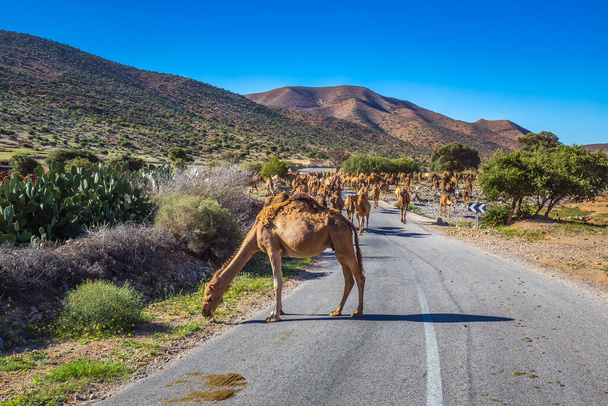 Branco di cammelli che camminano sulla strada marocchina. Mandria di cammelli gobbi, dromedari diretti al mercato dei cammelli a Guelmim, Marocco. - Foto, immagini