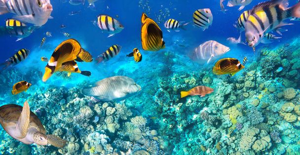 Underwater Colorful Tropical Fishes. - Photo, Image