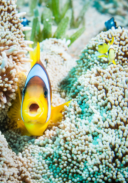 Кларкс анемона риби з морським анемоном в чистому океані
 - Фото, зображення