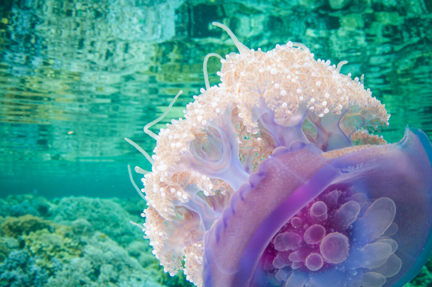 koruna medúzy plave v čisté vodě a má refekci na povrchu s chapadly - Fotografie, Obrázek