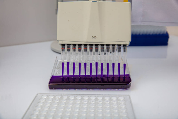 Многоканальный пипетка загрузки биологических образцов в микропластинку для испытаний в лаборатории / Многоканальные образцы пипетки нагрузки в pcr микропластине с 96 скважинами. - Фото, изображение