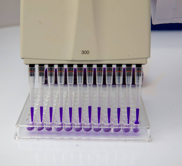 Többcsatornás pipetta betöltése biológiai mintákkal mikrolemezben laboratóriumi vizsgálathoz / Többcsatornás pipetta terhelési mintákkal pcr mikrolemezen 96 kúttal. - Fotó, kép