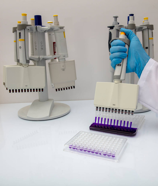 Pipeta multicanal cargando muestras biológicas en microplaca para prueba en laboratorio / Pipeta multicanal cargando muestras en microplaca pcr con 96 pozos. - Foto, imagen