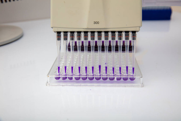 Meerkanaals pipetlading biologische monsters in microplaat voor test in het laboratorium / meerkanaals pipetteerlastmonsters in pcr microplaat met 96 putjes. - Foto, afbeelding
