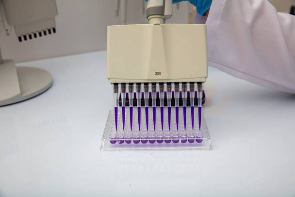 Pipette multicanal chargeant des échantillons biologiques en microplaque pour essai en laboratoire / Pipette multicanal chargeant des échantillons en microplaque pcr avec 96 puits. - Photo, image
