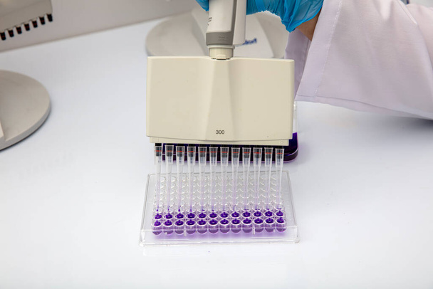 Multi channel pipette loading biological samples in microplate for test in the laboratory / Multichannel pipette load samples in pcr microplate with 96 wells. - Photo, Image