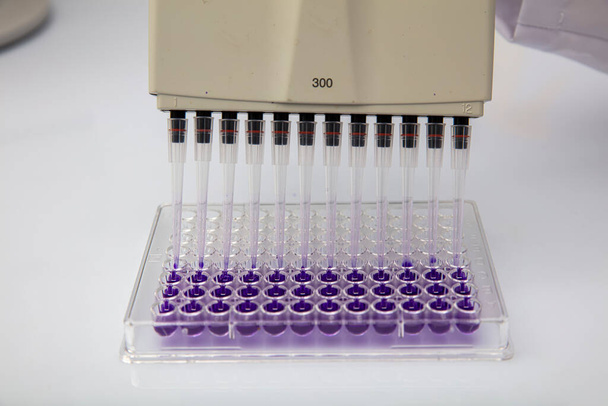 Wielokanałowe pipety ładujące próbki biologiczne w mikropłytce do badania w laboratorium / Wielokanałowe próbki obciążenia pipety w mikropłytce pcr z 96 studniami. - Zdjęcie, obraz