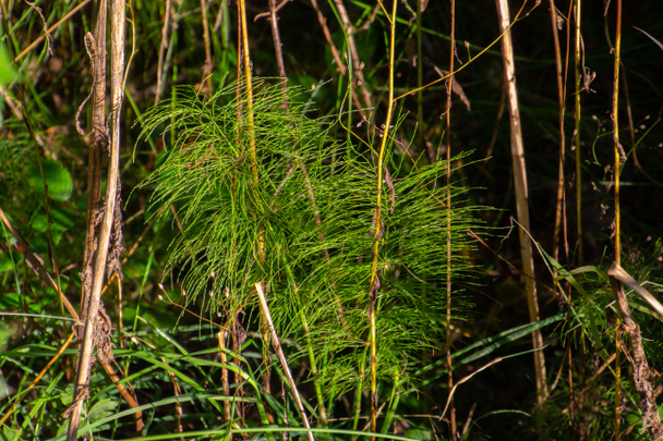 Equiseto di legno nella foresta, chiamato anche Equisetum sylvaticum o Wald Schachtelhalm - Foto, immagini