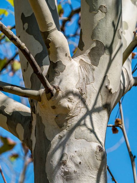 プラタナスや飛行機の木の模様の樹皮. - 写真・画像