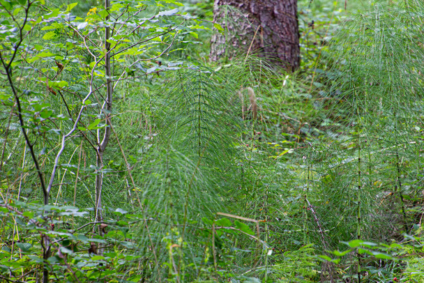 Fa lófarok az erdőben, más néven Equisetum sylvaticum vagy Wald Schachtelhalm - Fotó, kép