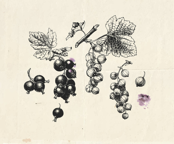 Handgezeichnete Illustration von Zweigen schwarzer und roter Johannisbeeren mit Beeren und Blättern, detaillierte botanische Zeichnung - Vektor, Bild