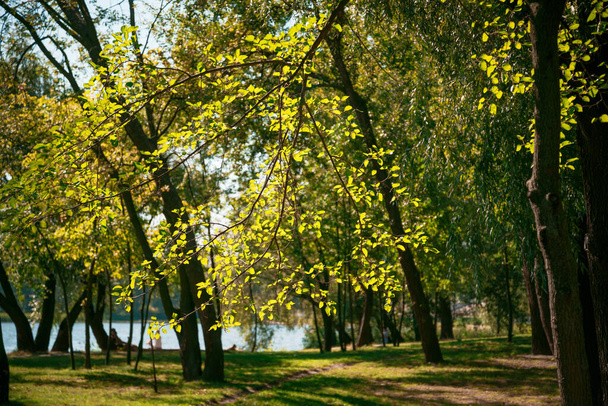 Поплар листья в подсветке, недалеко от Днепра в Киеве, Украина, в солнечный поздний летний день - Фото, изображение