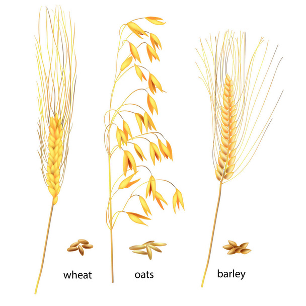 Olgun kulak ve tahılların gerçekçi temsili. İzole edilmiş buğday, yulaf ve arpa resmi. Yenilebilir bitkilerin çizimi. Yemek pişirmek için gerekli malzemeler. - Vektör, Görsel