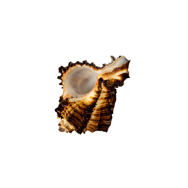 Sea shell on white isolated background. - Фото, изображение