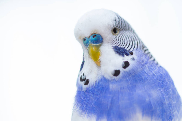 Хвилястий папуга на синьому фоні, знятий крупним планом
. - Фото, зображення