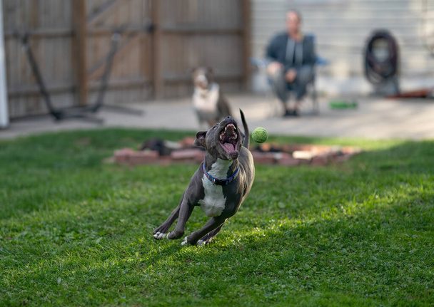 pitbull puppy is chasing a ball that you throw to her - Photo, Image