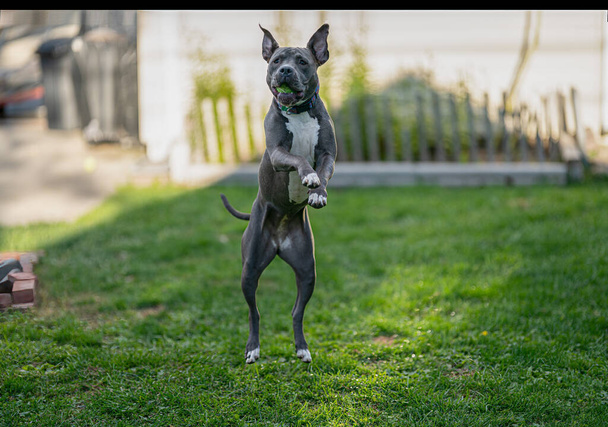 pitbull cachorro está persiguiendo una pelota que usted lanza a ella - Foto, Imagen