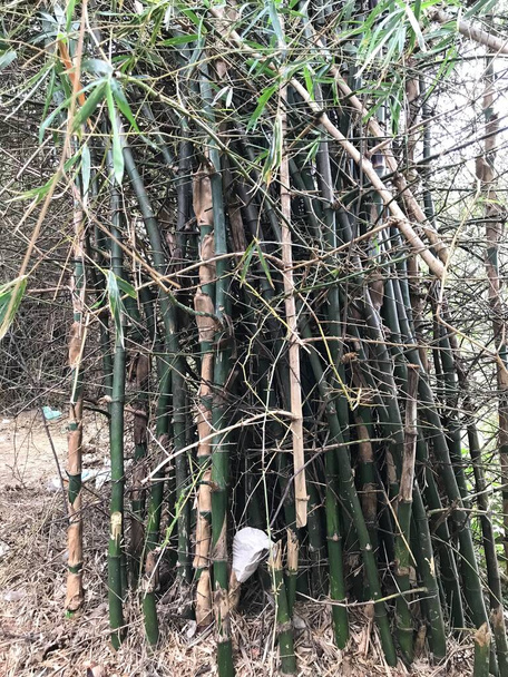 Yoğun bir ormanda bir sürü bambu ağacı yetişiyor ve çok güçlü ve koyu yeşil görünüyor. - Fotoğraf, Görsel