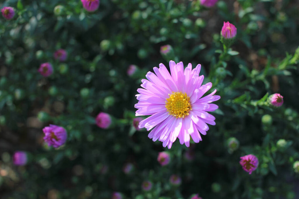 秋の花紫色の新しいイギリスのキャスターが庭で成長します。トップビュー、クローズアップ - 写真・画像