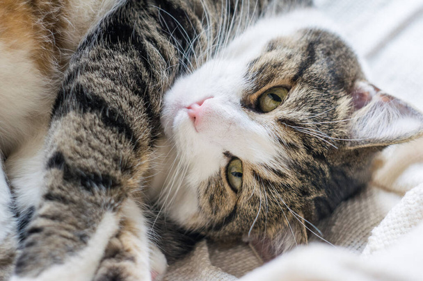 Взрослая тэбби-кошка лежит на легком одеяле. Выборочный фокус, крупным планом. День кота - Фото, изображение