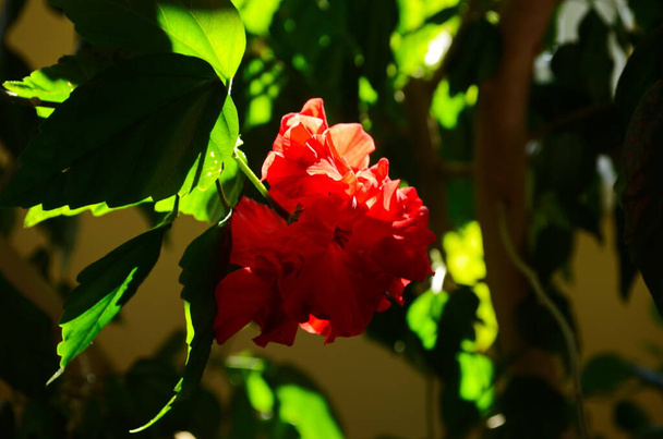 Jasny duży kwiat chińskiego hibiskusa, Chiny wzrosła lub Hibiskus hawajskiej rośliny w świetle słonecznym. Koncepcja projektowa. - Zdjęcie, obraz