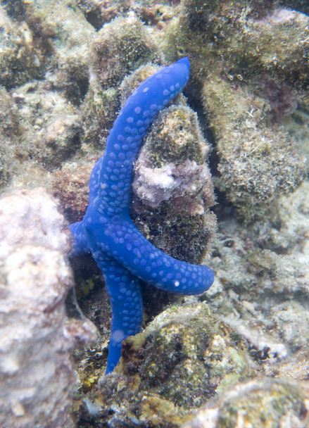 View of blue sea star in Togian islands - Photo, Image