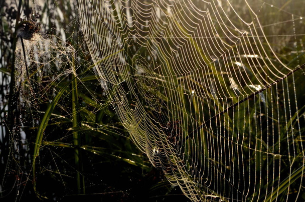 Rosnou pokrytou pavučinu na louce časné letní ráno.Rosnými kapkami a pavučinou v trávě v časném ranním rozbřesku - Fotografie, Obrázek