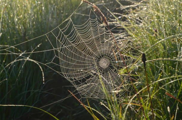 Kasta peitetty hämähäkinseitti niityllä alkukesästä aamuna.Kastepisarat ja Cobweb ruoho varhain aamulla auringonnousun - Valokuva, kuva