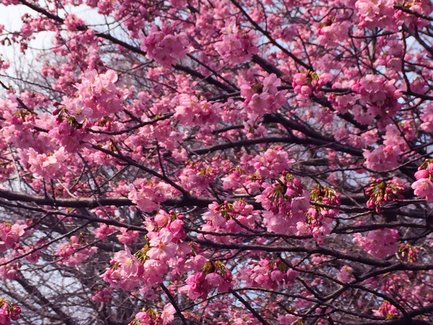 sakura flor de cerezo floreciendo en Tokio, Japón - Foto, imagen