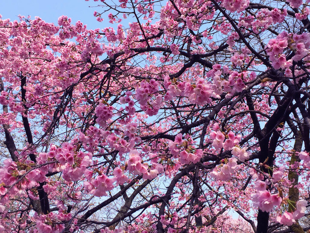 sakura třešňový květ kvete v Tokiu, Japonsko - Fotografie, Obrázek