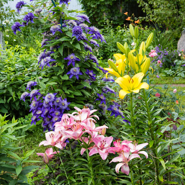 yellow and pink lilies and blue clematis growing on a flower bed in the garden - 写真・画像