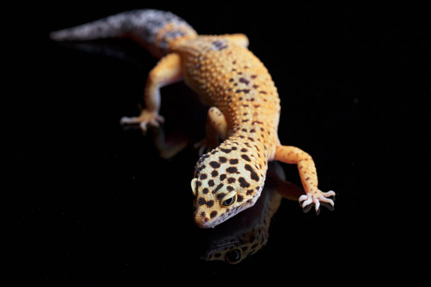 Леопардовый геккон, Eublepharis macularius, выделен на черном фоне - Фото, изображение