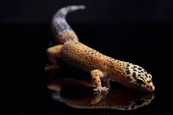 Leopard gecko, Eublepharis macularius, isolated on black background - Photo, Image