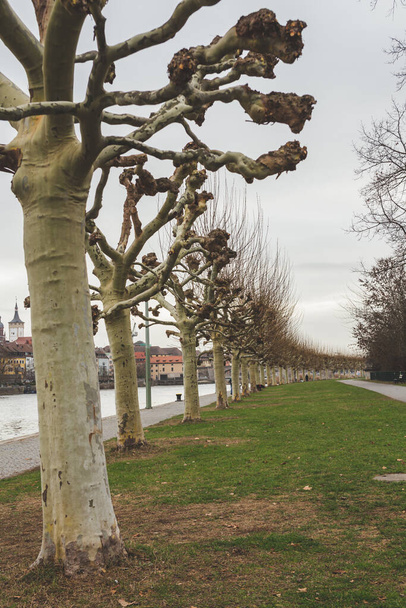 Wurzburg / Niemcy-3 / 1 / 19: linia drzew na Leonhard-Frank-Promenadzie wzdłuż rzeki Main w Wurzburgu, w Niemczech, w stanie Bawaria. Miasto słynie z bogatej architektury barokowej i rokokowej - Zdjęcie, obraz