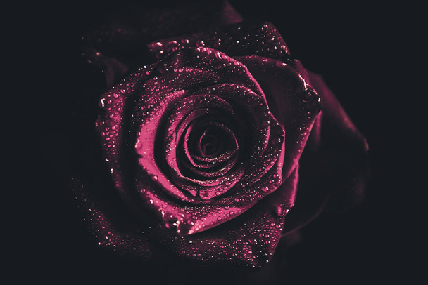 Vista superior y primer plano, floreciendo hermosa flor de rosa. El concepto del Día de San Valentín. Arte de la rosa - Foto, imagen