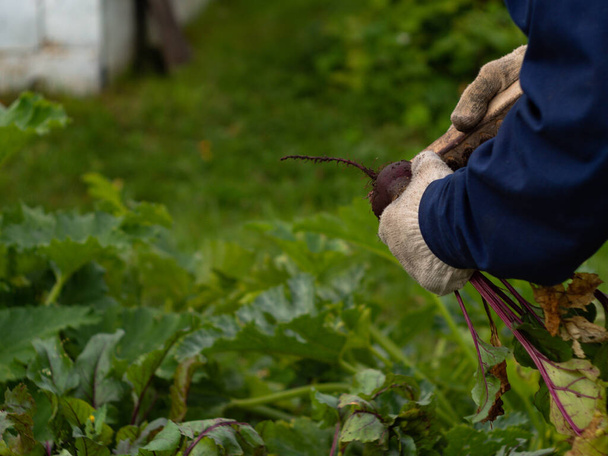 assembling vegetables from the garden. clearing beets from the ground with a clear. farm work. - Photo, Image