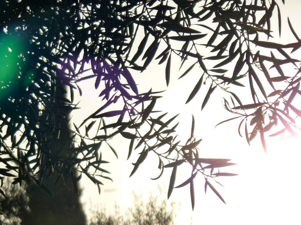 Detail von Zweigen mit Blättern eines Baumes und Vegetation im Hintergrund gegen das Licht eines Sonnenuntergangs - Foto, Bild