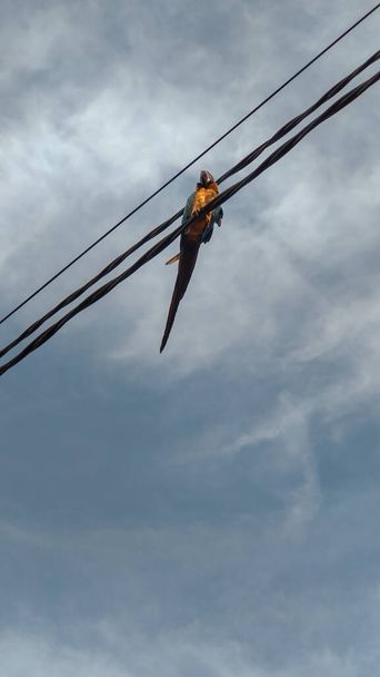 Modrý a žlutý macaw tiše odpočívá na elektrickém kabelu ve městě, pod letní oblohou s mraky - Fotografie, Obrázek
