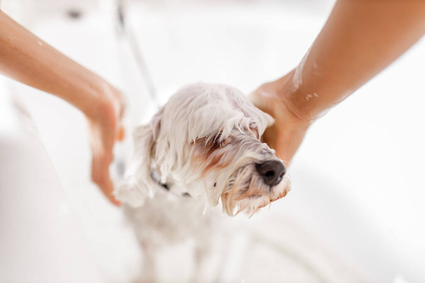 Purebreed blanco Bichon cachorro ducha en baño por mascota esteticista - Foto, imagen