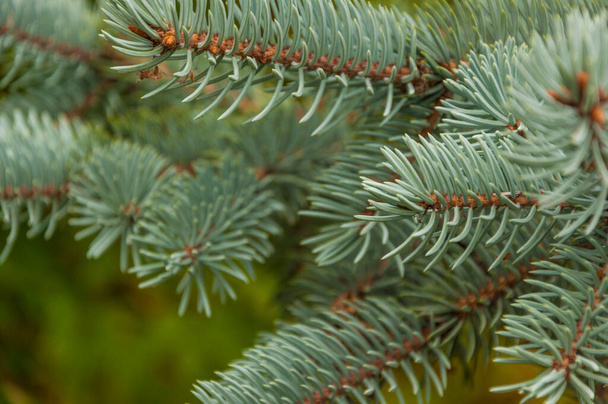 Fir branches blue spruce. Close up. - Photo, Image