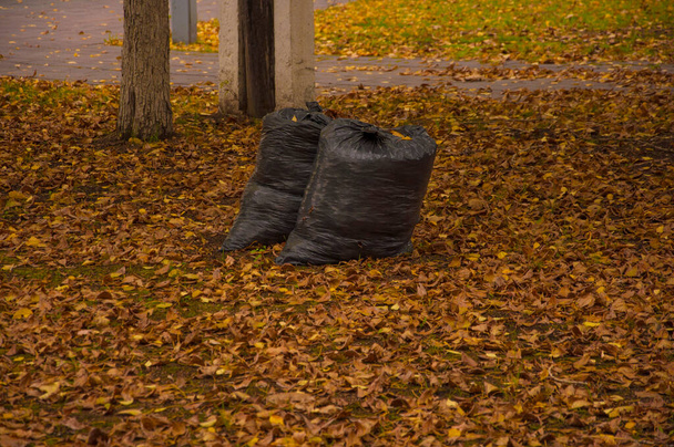 Pytle na odpadky s padlými žlutými listy naskládanými na zemi. Podzimní období, listí. Čisticí služba. - Fotografie, Obrázek