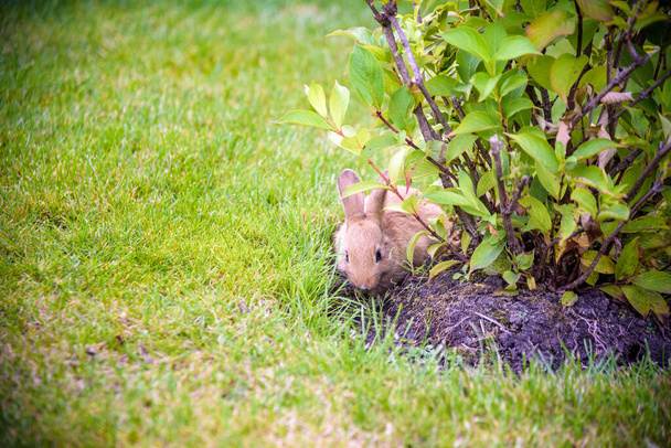 lindo conejo gris escondido bajo los arbustos verdes en el parque cerca del campo de hierba bajo el sol. - Foto, Imagen