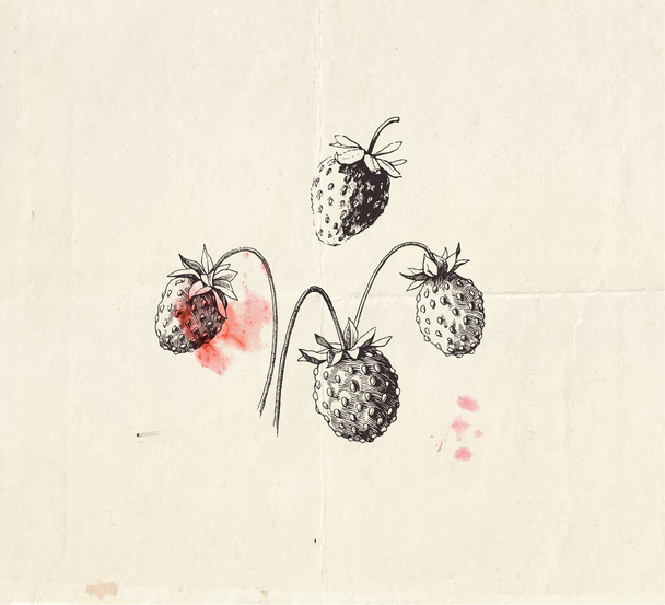 Illustrazione disegnata a mano di piccole fragole selvatiche, disegno botanico dettagliato - Vettoriali, immagini