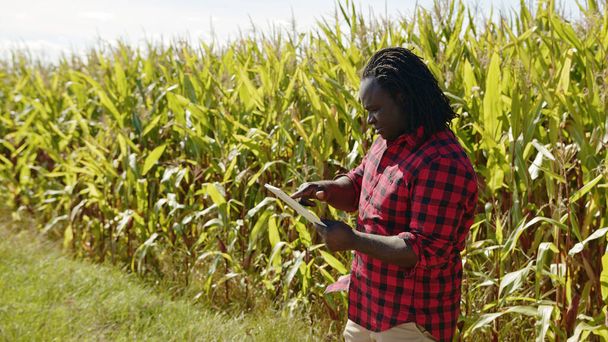 Concepto de agricultura inteligente agrónomo africano sostiene tableta en el campo de maíz  - Foto, Imagen