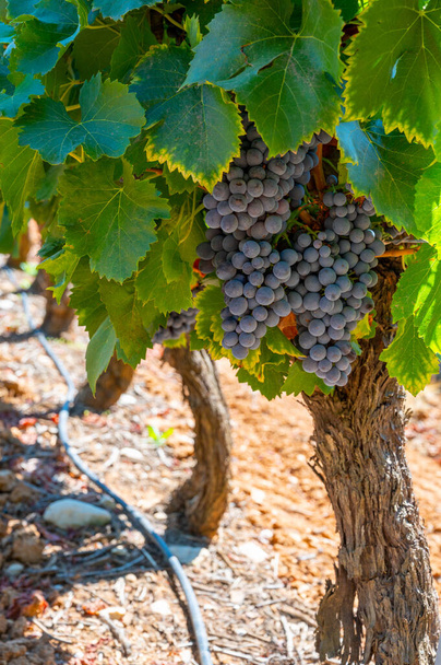 Weinberge des AOC Luberon in der Nähe von Apt mit alten Traubenstämmen, die auf rotem Lehmboden wachsen, Vaucluse, Provence, Frankreich. Rot- oder Rosenweintrauben zur Ernte bereit. - Foto, Bild
