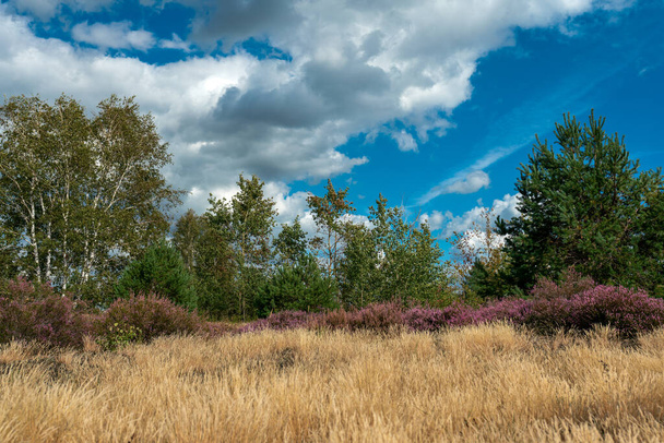 Blooming purple heather landscape at former military training area Jueterbog in Germany - Photo, image
