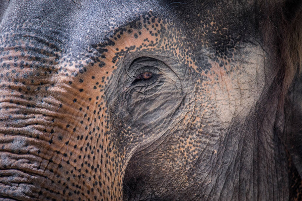 Csodálatos részlet egy elefánt fején egy szemmel, a legjobb fotó. - Fotó, kép