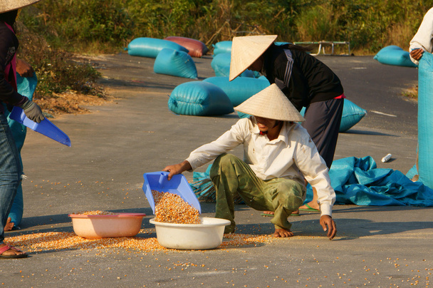 mensen droog graan van goede oogst - Foto, afbeelding